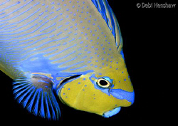 Its all in the fin action :o) by Debi Henshaw 